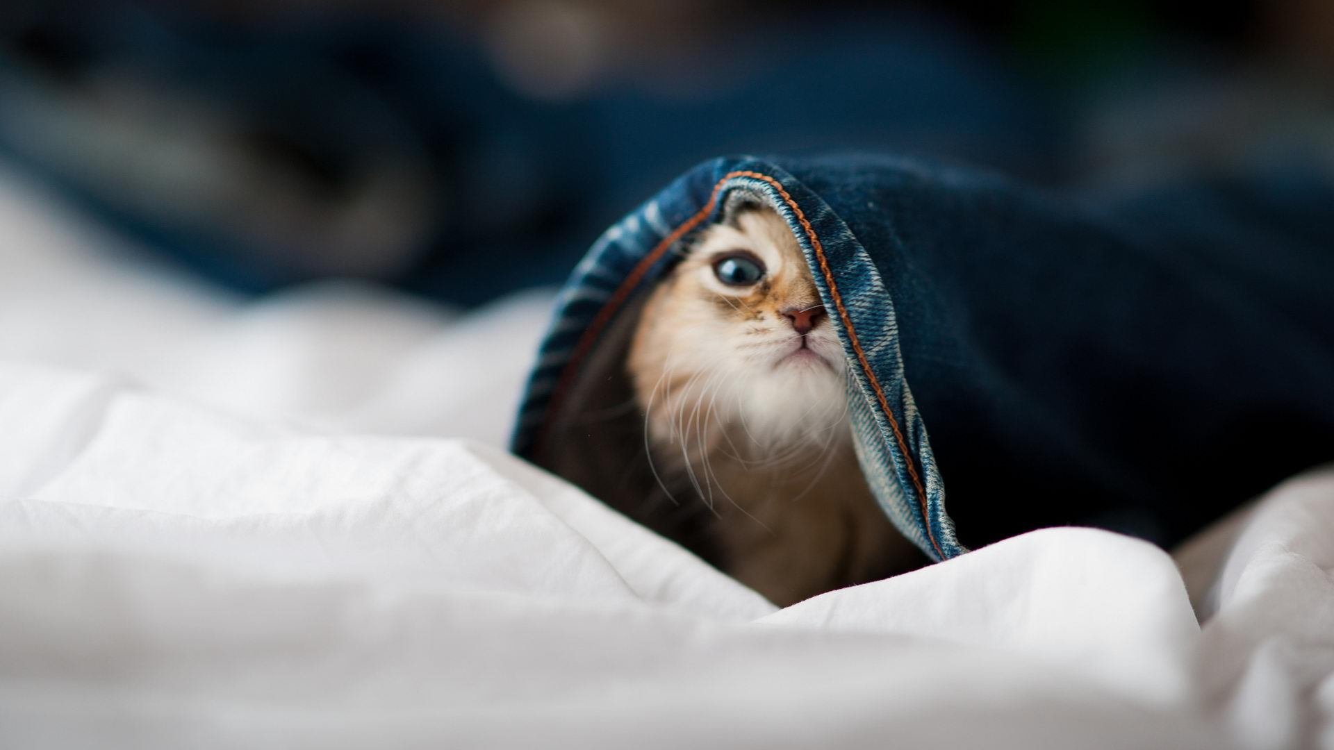 英超球队基于位置热力图优化压迫式防守区域控制,英超球队地图分布