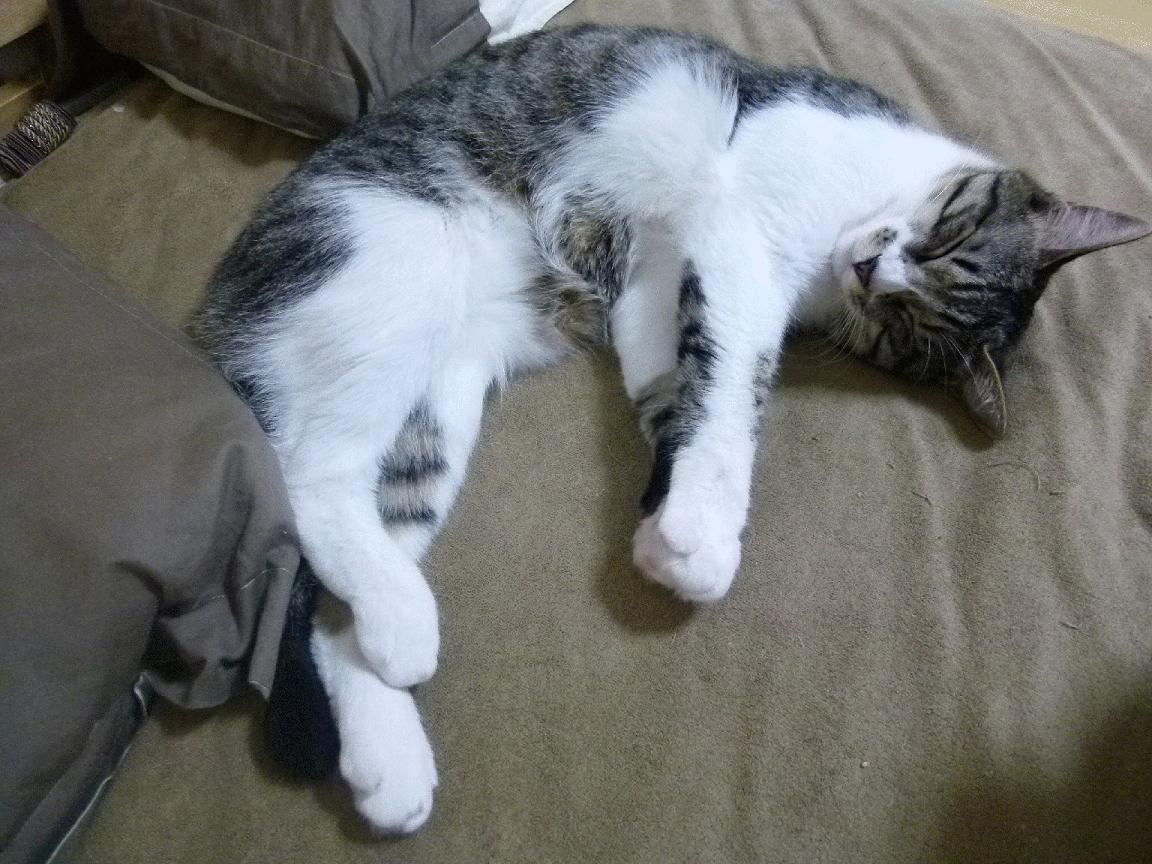 冲刺阶段划幅与最终名次关系分析,冲刺阶段是什么意思