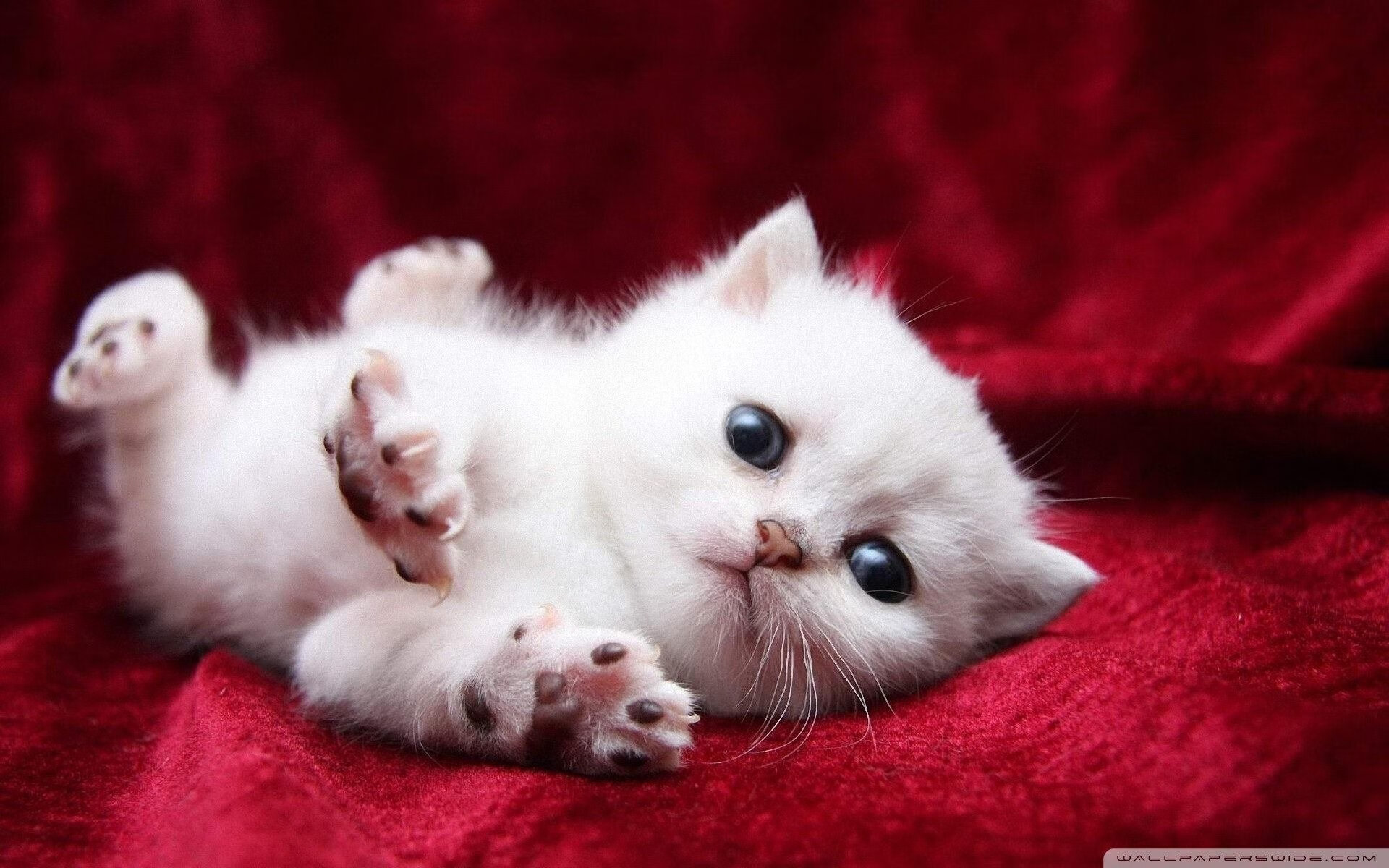 职业球员赛后心理恢复系统不健全,职业球员赛后心理恢复系统不健全怎么办