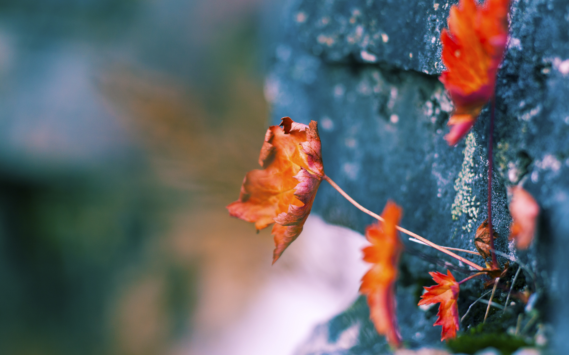 “华金·托比利亚的精准铲球与强硬拼搏，为美洲狮队提供坚强防守保障”