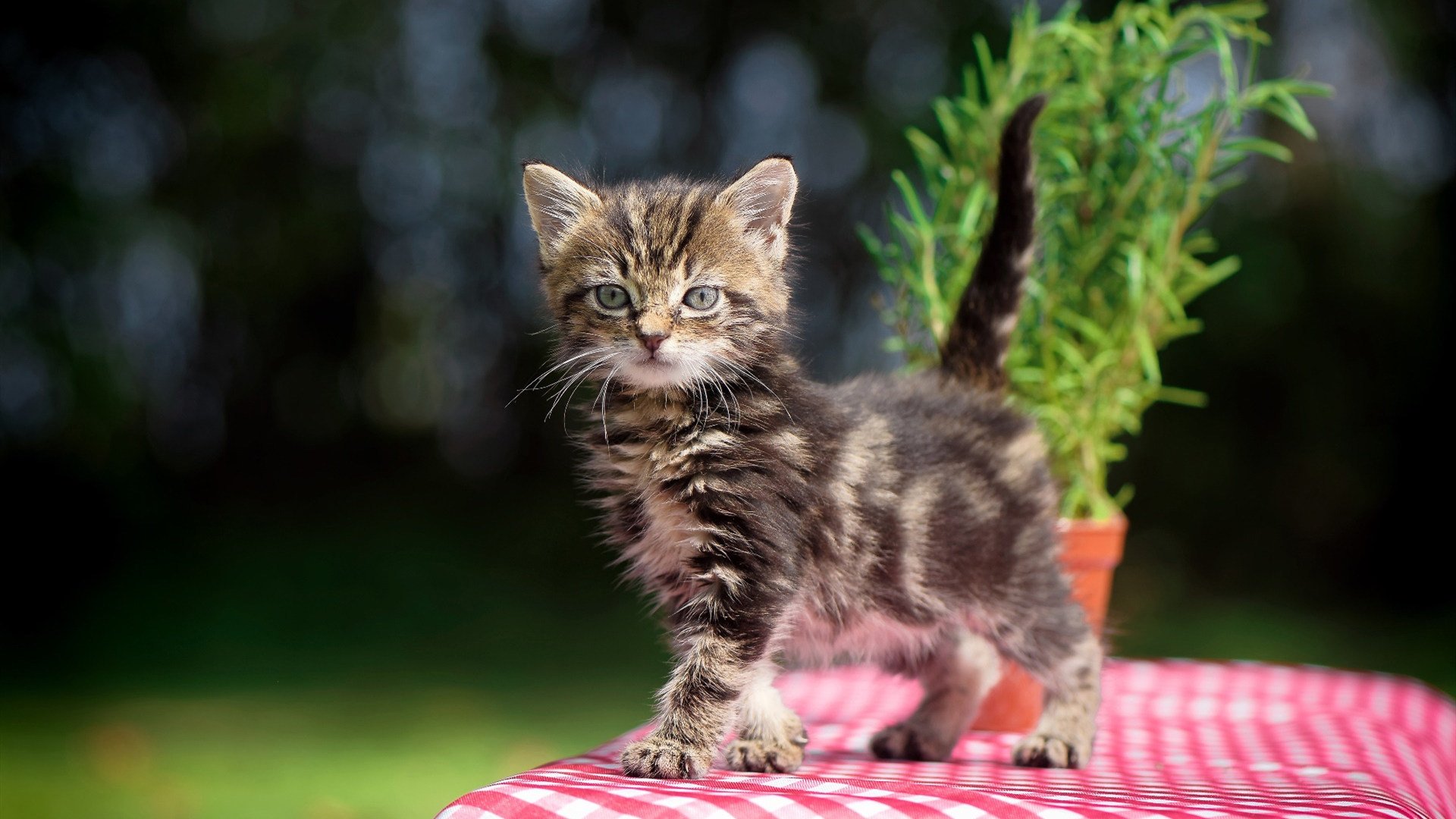 体育科技展亮相国际会展中心,2020年国际体育展会