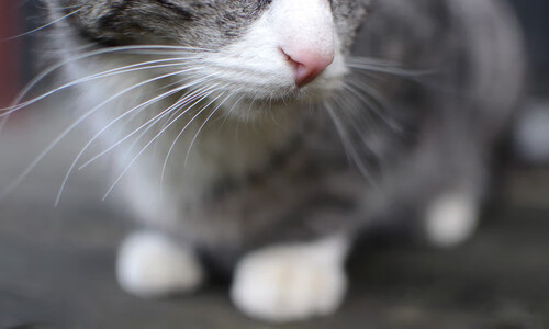 尼尔·巴特尔的全场防守让袋鼠队在关键时刻始终占据优势,尼尔巴特莱特