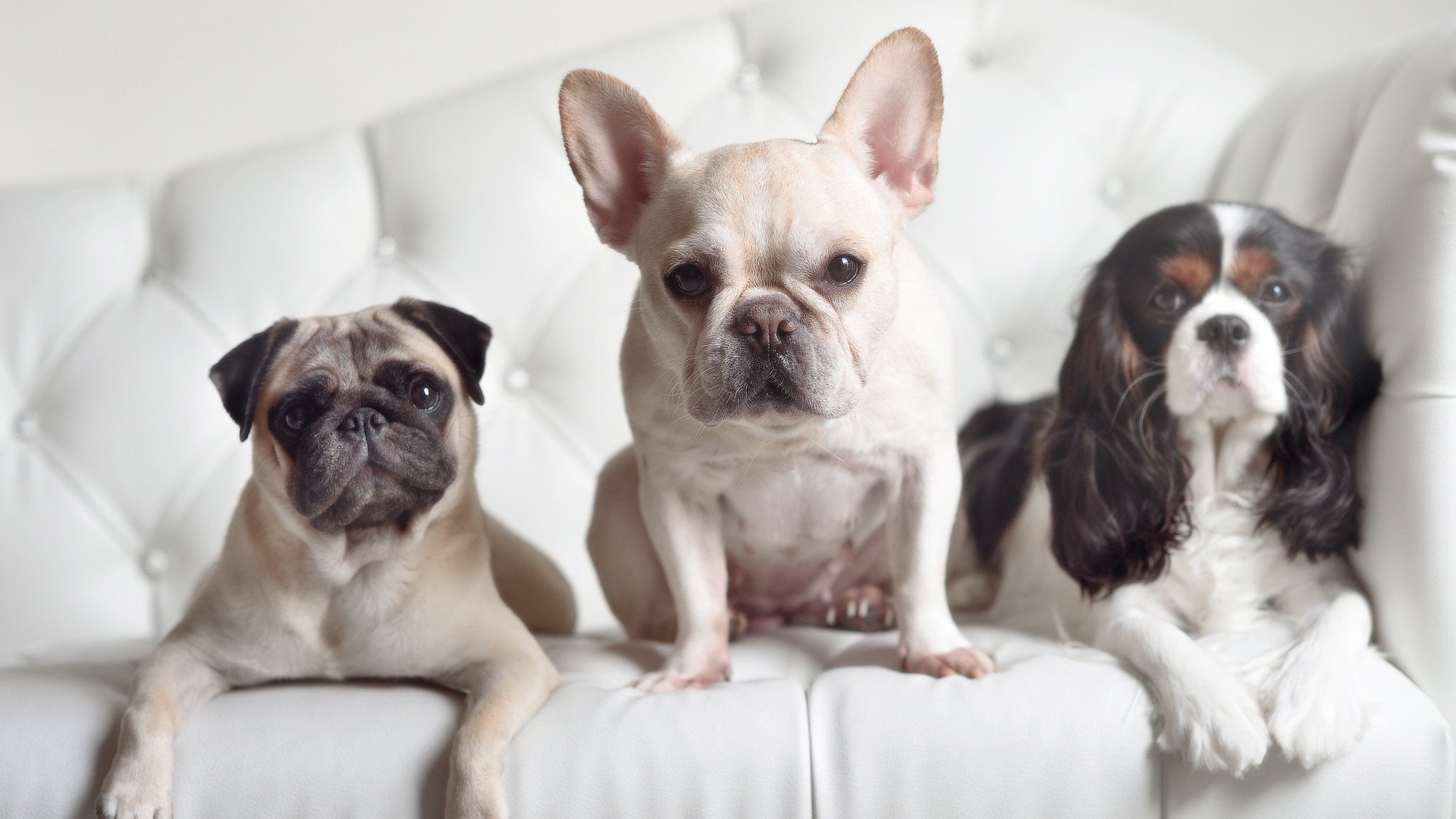 德甲火线对决:攻守瞬间转换令人欢呼