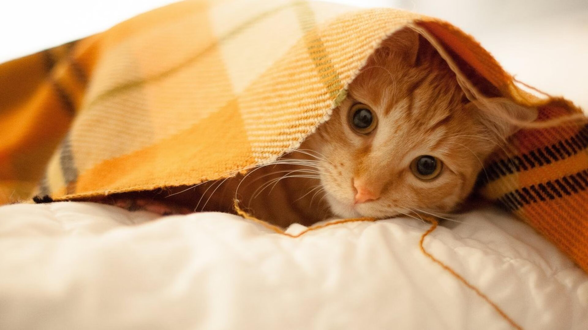 田径专项训练营注重运动科学指导,田径训练指导思想