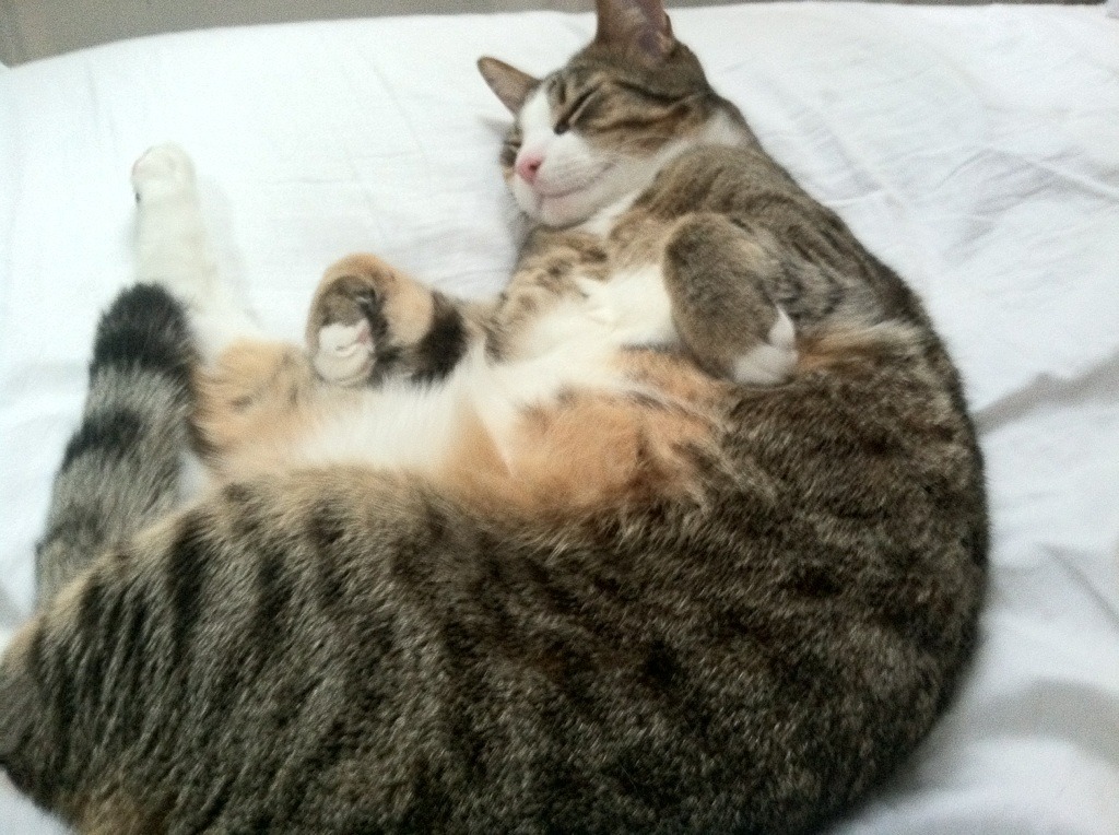 男子跳水三米板技巧显成熟，男3米板跳水