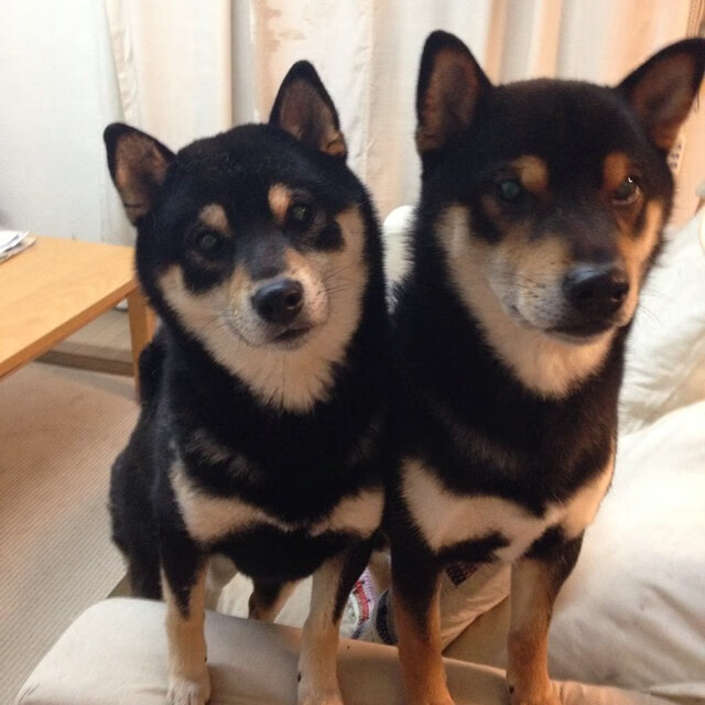 篮球赛事安全管理规范不断完善保障运动员和观众安全，篮球比赛的管理