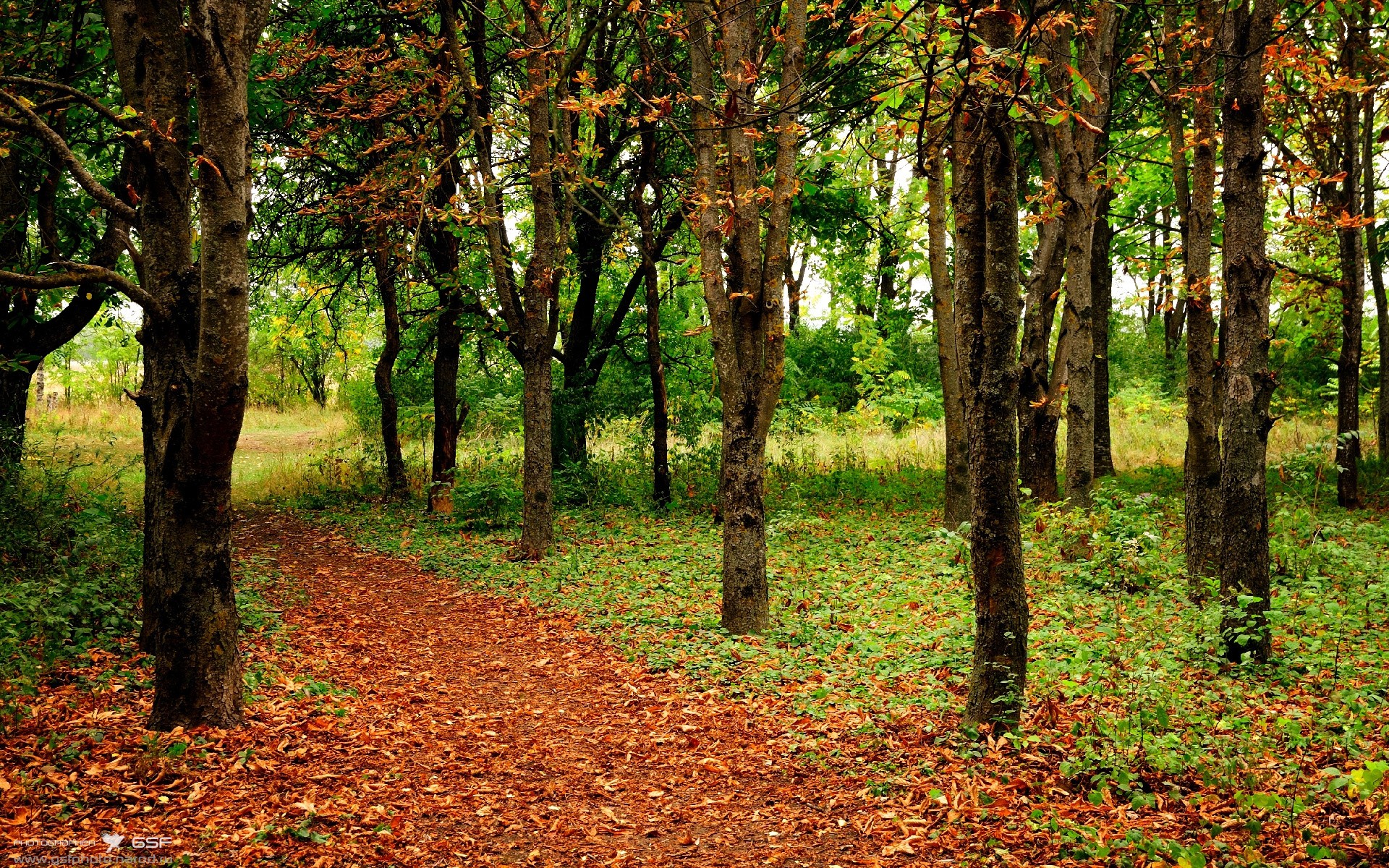 kaiyun体育app-自由泳中段希腊节奏灵活，自由泳spl