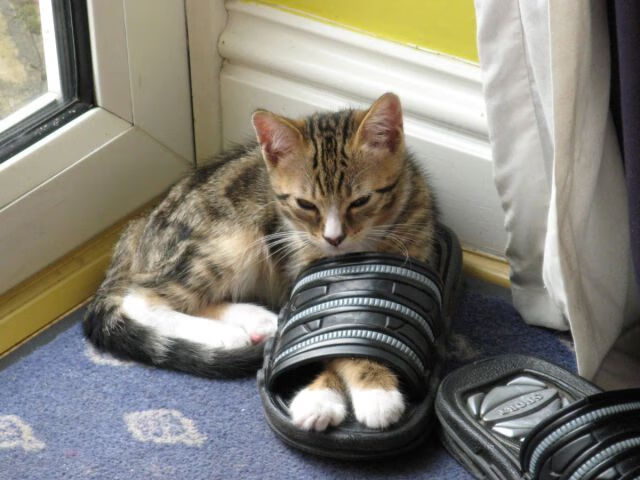 自由泳中段希腊节奏灵活，自由泳spl