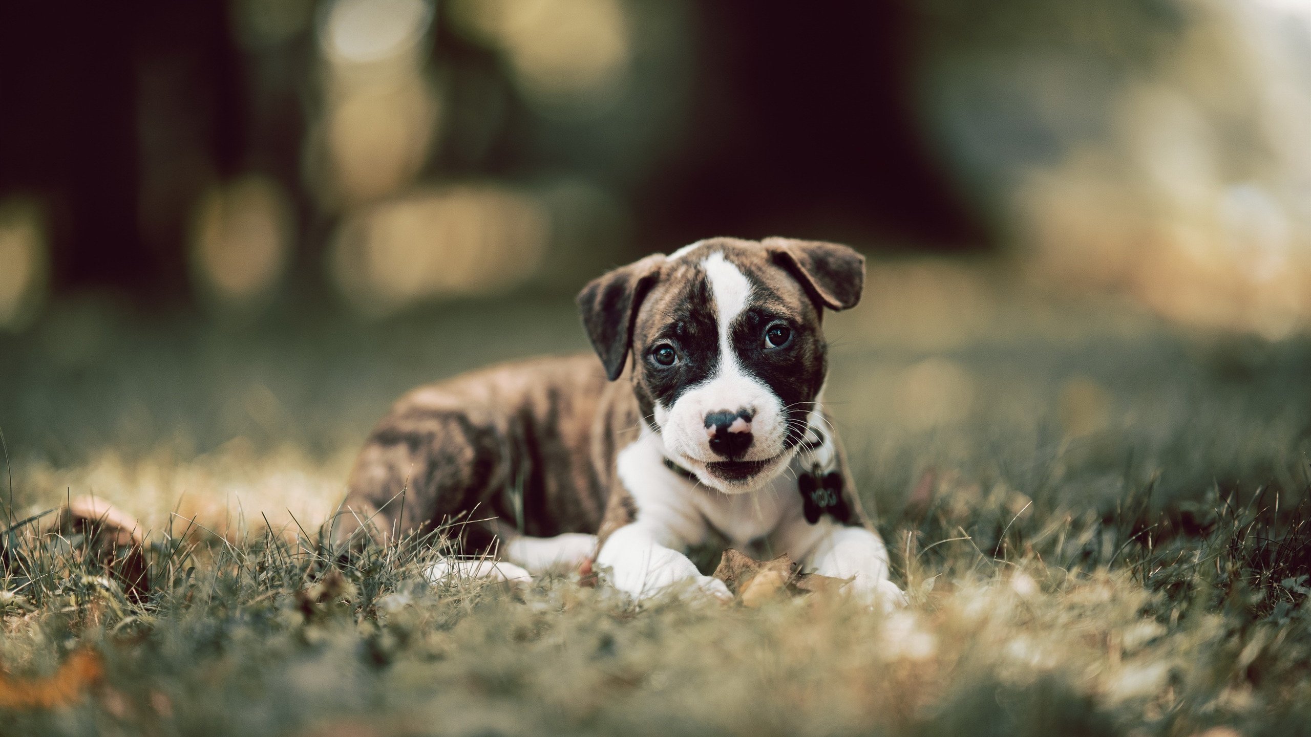 莫莉·奥卡拉汉赛场风采尽显未来潜力,莫莉卡赫拉瓦特