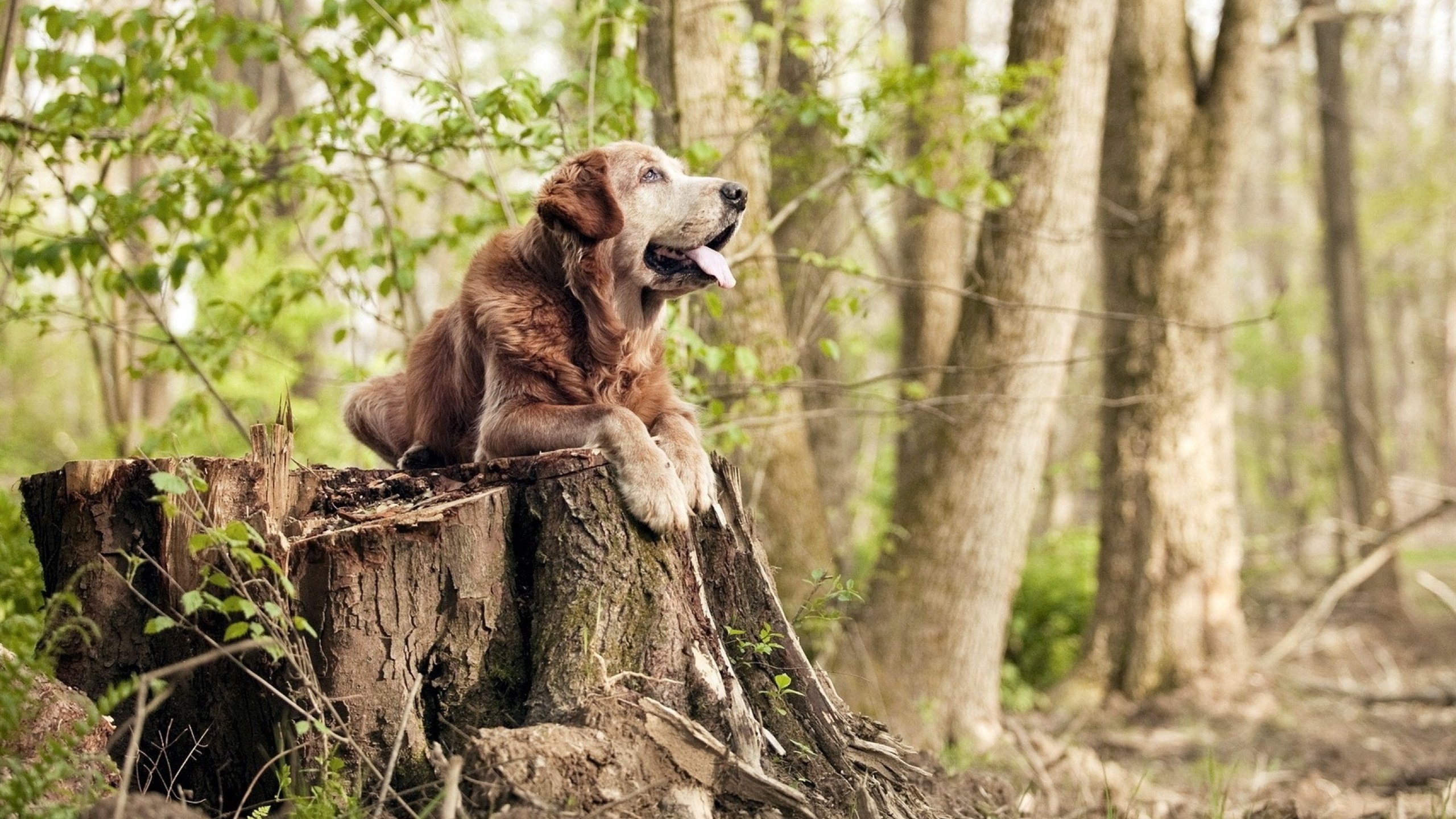 Clark 身体素质强,比赛活跃度高