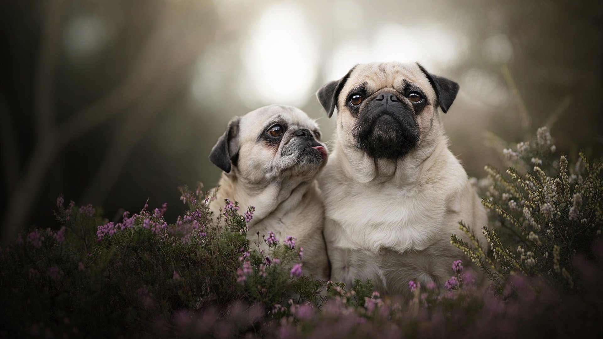 两前腰角色分工拉开防线宽度，双前腰4222